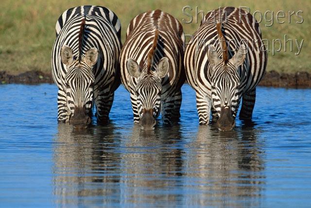 AFRICA;DRINKING;HORIZONTAL;MAMMALS;PERISSODACTYLA;RESERVE;STRIPES;THREE;VERTEBRATES;WATER;ZEBRAS