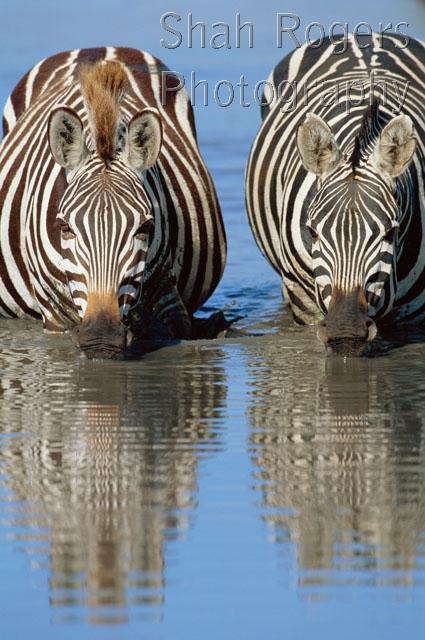 AFRICA;DRINKING;FACES;HEADS;MAMMALS;PERISSODACTYLA;RIVERS;VERTEBRATES;VERTICAL;WATER;ZEBRAS