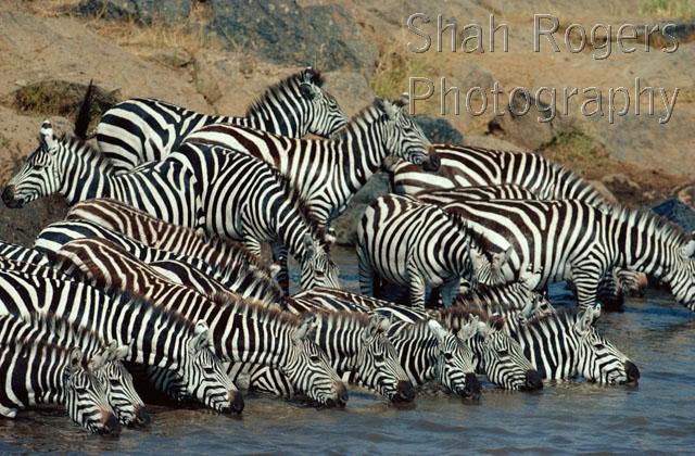 AFRICA;DRINKING;GROUPS;HORIZONTAL;MAMMALS;PERISSODACTYLA;RIVERS;STRIPES;VERTEBRATES;WATER;ZEBRAS