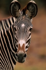 AFRICA;EARS;ENDANGERED;FACES;HEADS;MAMMALS;OUTSTANDING;PATTERNS;PORTRAITS;STRIPE